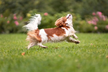 Young young cavalier king charles spaniel dog funny jumping on green grass at nature.