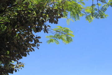 branches against blue sky