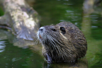 Ragondin Myocastor coypus dans son environnement