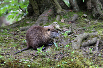 Ragondin Myocastor coypus dans son environnement