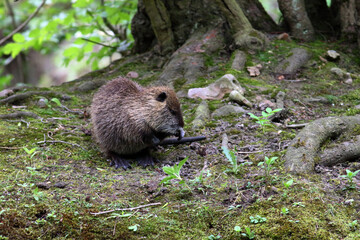 Ragondin Myocastor coypus dans son environnement