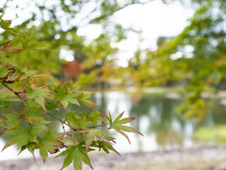 autumn leaves on the tree