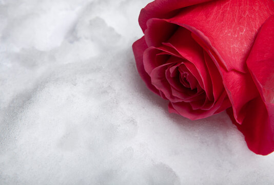 image of flower snow background