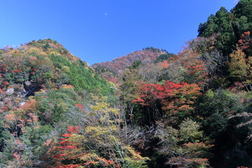 べふ峡　色彩豊かな渓谷　秋　（高知県）