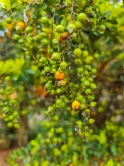 orange tree with fruits