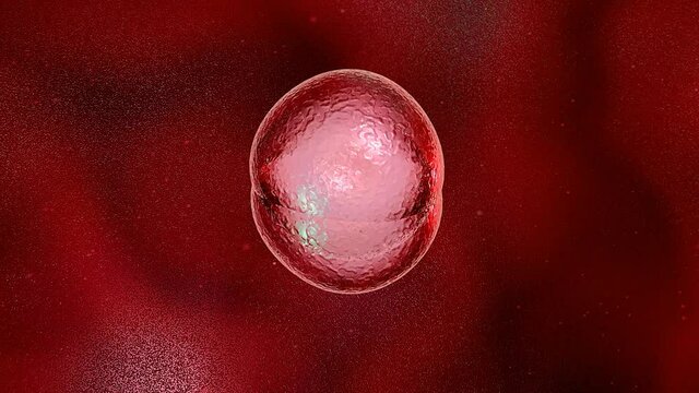 Mitosis.Cell Division or Cloning Cells under the microscope, stem cells dividing. Human cell, embryo. 3d animation  