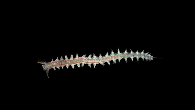 Worm Platynereis sp. under the microscope, Class Polychaeta, Nereididae Family, used to study the development of embryogenesis. Sample found in the Black Sea