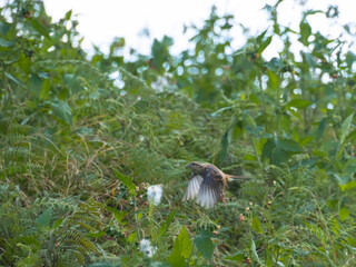 bird on the grass