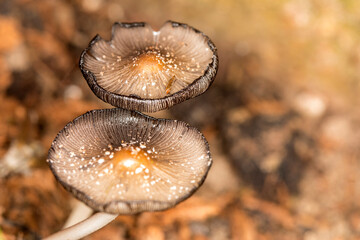 Mushrooms in a rainforest