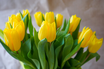 Yellow tulips on white wood background. Spring - poster with free text space.