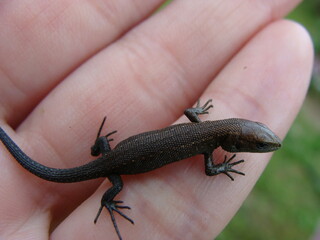 lizard on a hand