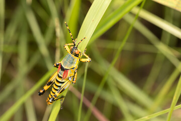 Bush grasshopper on a blade of grass