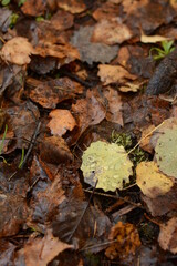fallen autumn leaves