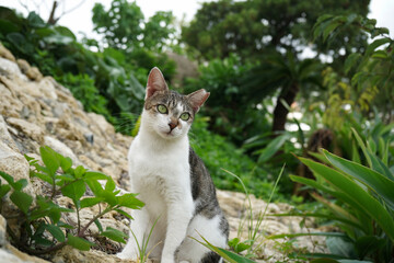 石崖の上 佇む猫 キジ白