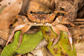 Fresh water crab in a tropical forest