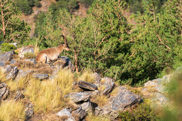 mountain goat in Sierra Nevada in southern Spain