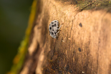 Black and white velvet bug in a rainforest