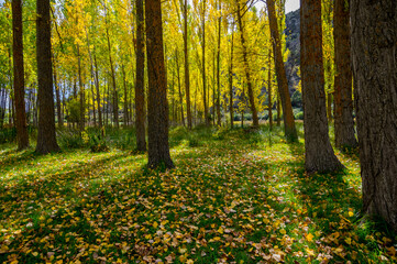 Árboles y cielo para fondos de publicidad