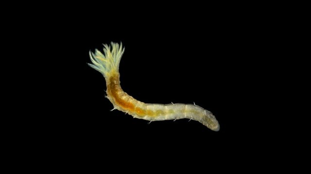Worm Manayunkia baicalensis under a microscope, of the family Fabriciidae, has a corolla of tentacles at the front end with which they breathe. They feed on detritus. Sample found at Lake Baikal