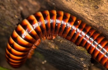 Red millipede on a tree in a rainforest