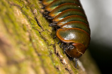 Green woodlouse on a moss covered tree trunk