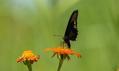 butterfly on a flower
