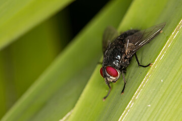 Black fly with red eyes on a green leaf