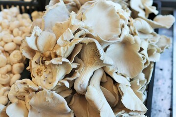 Fresh spring mushrooms on the market counter 