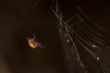 Spiny orb weaver - spider on web