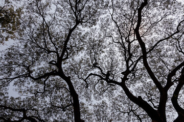 Big Tree Silhouette, Park In Thailand.