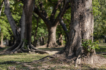Beautiful Tree, Phutthamonthon District, Thailand.
