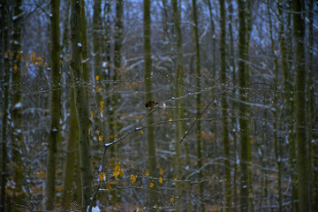 Obraz premium Forêt de Soigne en Hiver à Bruxelles