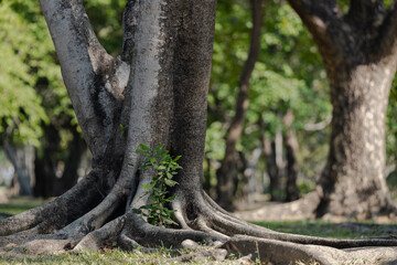 Fototapeta premium Beautiful Tree, Phutthamonthon District, Thailand. 