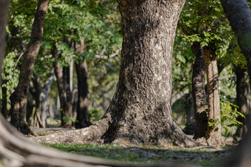 Beautiful Tree, Phutthamonthon District, Thailand.
