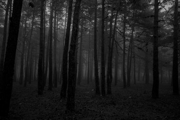 Bosque tenebroso, para halloween fotos