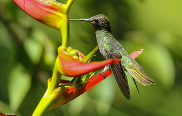 Fototapeta na wymiar hummingbird on flower