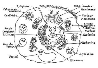 The structure of a human, animal cell in a doodle style for teaching children, the elements of the cell are drawn with eyes and smiles. Hand drawn. Coloring for children.