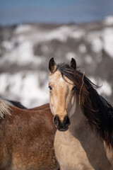 Obraz na płótnie Canvas Close up on a buckskin horse outside in winter