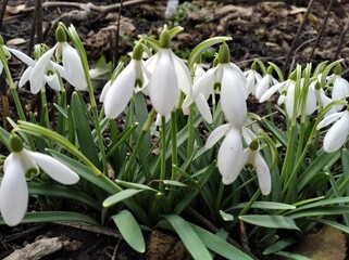 
Snowdrop, primrose. Sparkling flowers. Beautiful flowers in early spring.