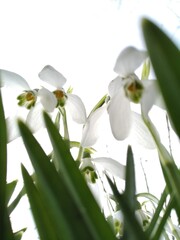 
Snowdrop, primrose. Sparkling flowers. Beautiful flowers in early spring.