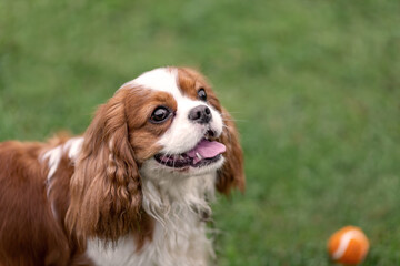 Portrait of young cavalier king charles spaniel with ball at nature