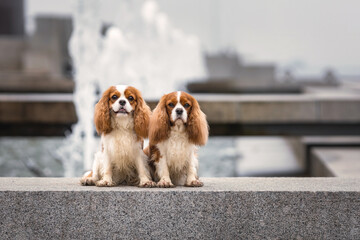 Two young cavalier king charles spaniel dogs sitting near water fountain at city street outdoors