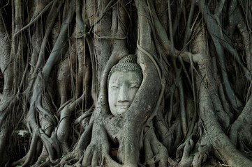 The head of Buddha trapped amidst the roots of a banyan tree at Wat Mahathat in the ancient ruins of Ayutthaya, Thailand 