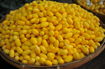 Yellow Cocoon of Silkworm on a woven basket.