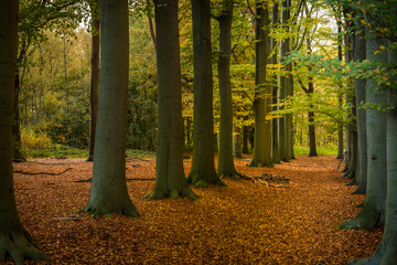 Tall trees in a Dutch forest during autumn,