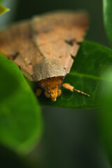 moth resting on a leaf