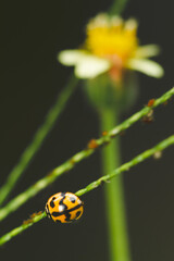 ladybug on yellow flower