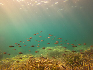 	
Peces nadando en aguas cristalinas en aguas de la costa de Malllorca	
