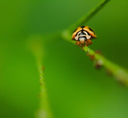 beetle on a leaf