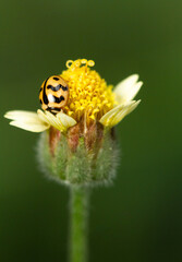 Shy ladybug